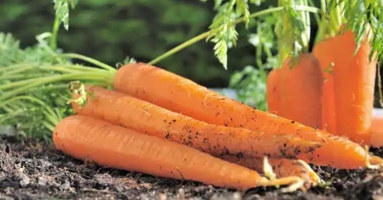 Šikovný spôsob, ako zasiať mrkvu bez preriedenia: Mrkva bude veľká, rovná a šťavnatá!