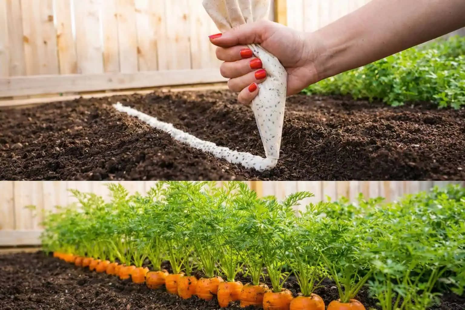 Revolučný spôsob výsevu mrkvy: jednoduchý trik, ktorý zlepší klíčenie aj úrodu!