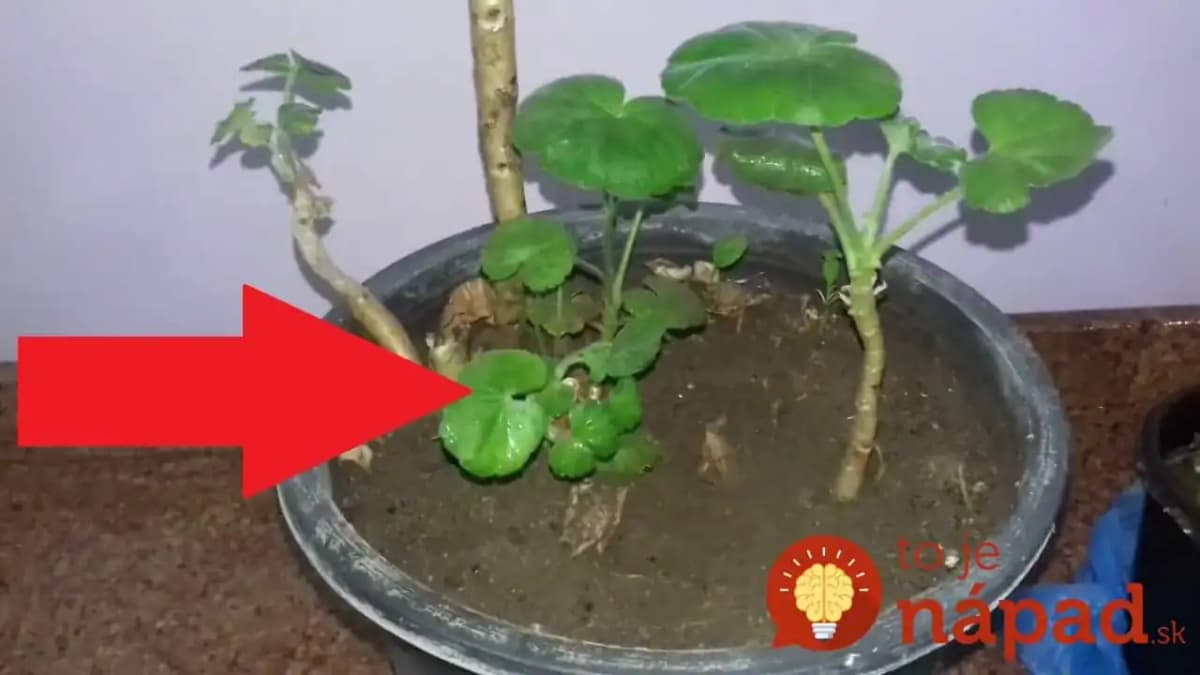 Toto na ne platí, ako zákon: Dlhoroční pestovatelia poradili, ako mať muškáty obsypané kvetmi až do jesene!