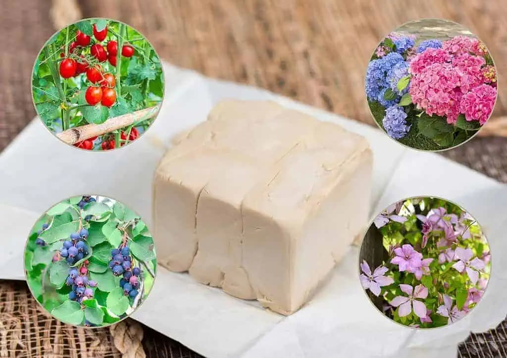 Záhradník mi dal lacný a EXTRÉMNE účinný recept: Zalejte s tým kvety aj zeleninu – výnosy sú neskutočné!