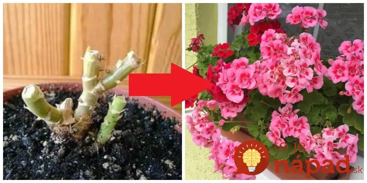 Toto nie je článok, ale pre pestovateľa hotový poklad: Spravte s muškátmi na jar toto a budú bujaro kvitnúť od mája do jesene!