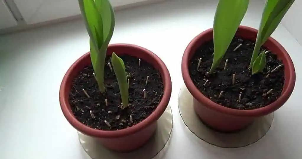 Babičkina odskúšaná metóda, ako sa zbaviť MUŠIEK na rastlinách: Lacný TRIK na nezaplatenie!