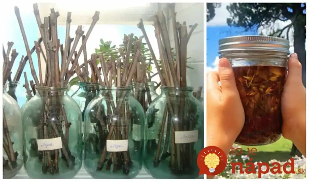 Vďaka tomuto starému záhradkárskemu kúzlu si namnožíte čokoľvek: Ujme sa aj to, v čo ste už ani nedúfali!