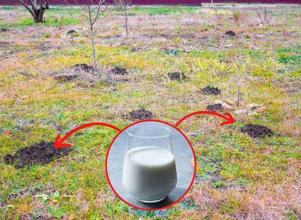 1 POHÁR tohoto nápoja stačí na to, aby krtko raz a navždy odišiel zo záhrady: NALEJTE na každý krtinec!