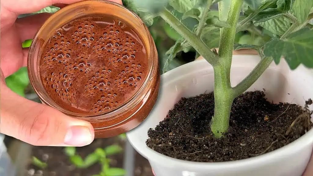 Za týždeň majú priesady PARADAJOK stonku hrubšiu ako malíček: Zalievam LEN týmto odvarom!