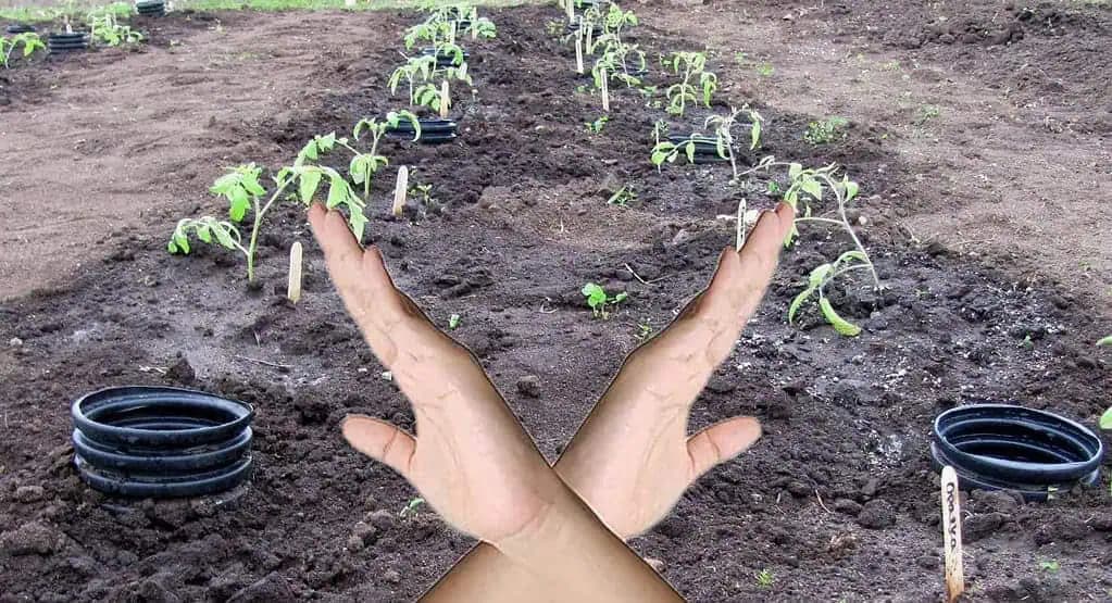 NIKDY nesaďte paradajky v záhrade na TOTO miesto: Mohli by ste totiž prísť o celú úrodu!