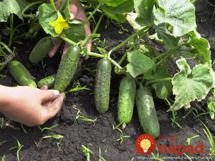 Uhorky budú rodiť ako nikdy: Pestovateľ poradil jednoduchý spôsob, ako výrazne zvýšiť úrodu uhoriek!