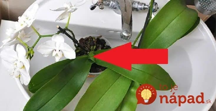 Kúzelná voda na orchideu: Toto musí prebudiť aj tú najbiednejšiu rastlinku a máte to zadarmo – už ani euro za hnojivá z obchodu!
