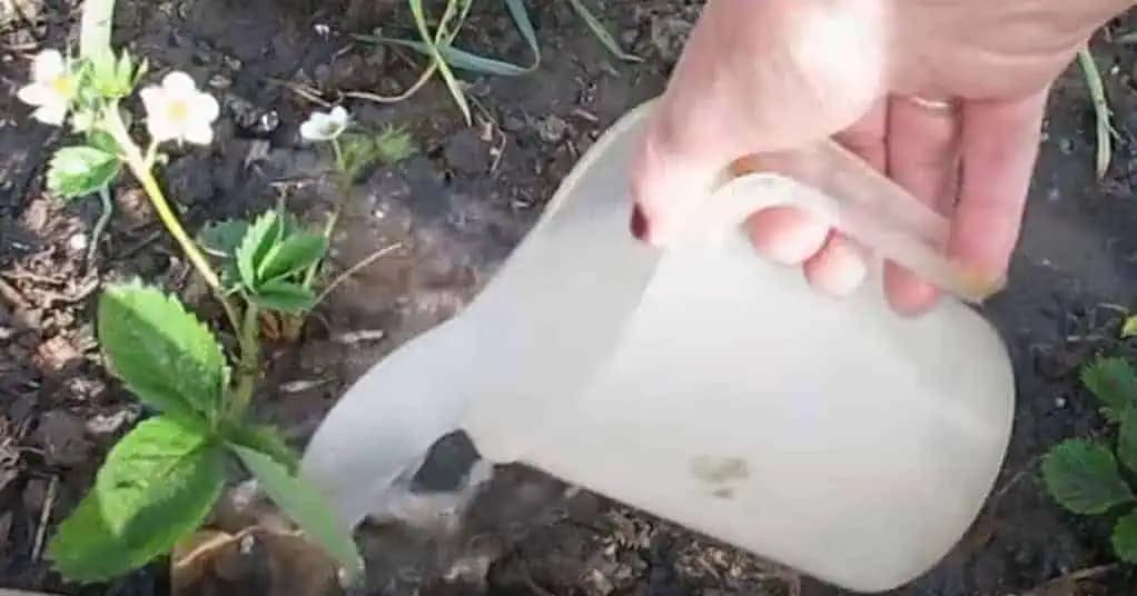 Chcete 10-krát viac JAHÔD? Nalejte tento zázrak pod každú rastlinu, nič viac (RECEPT)!