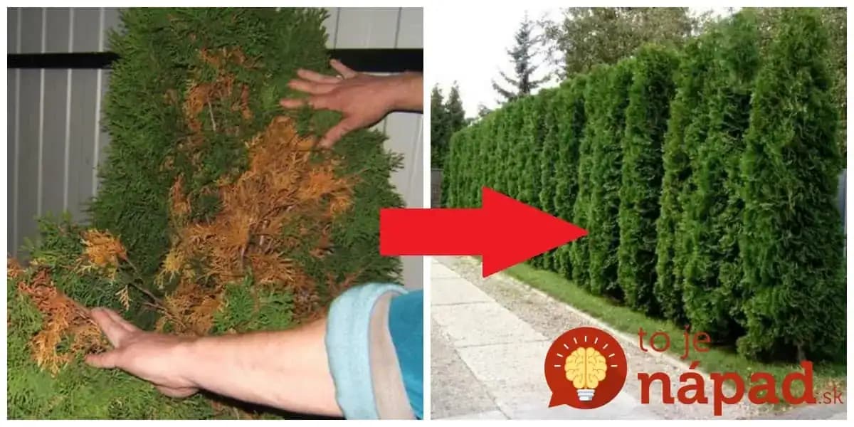 V záhrade mi začali vysychať tuje – týmto som ich postriekal a zabralo to skutočne rýchlo: Takú krásnu farbu ešte nemali!