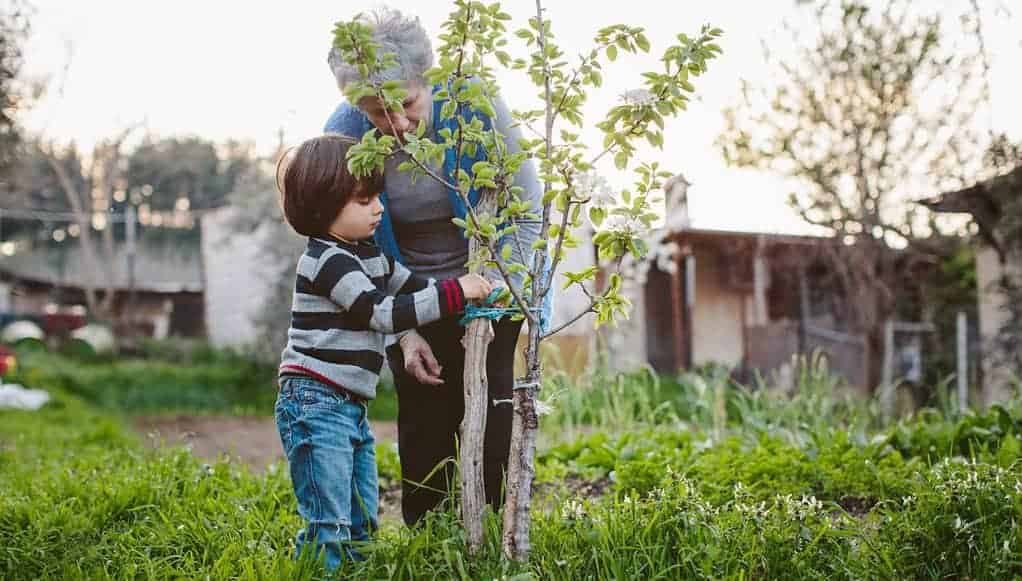 NIKDY nesaďte tieto stromy blízko domu, hovorila starká. Vraj z nich vyžaruje zlá energia a môžu páchať škody!