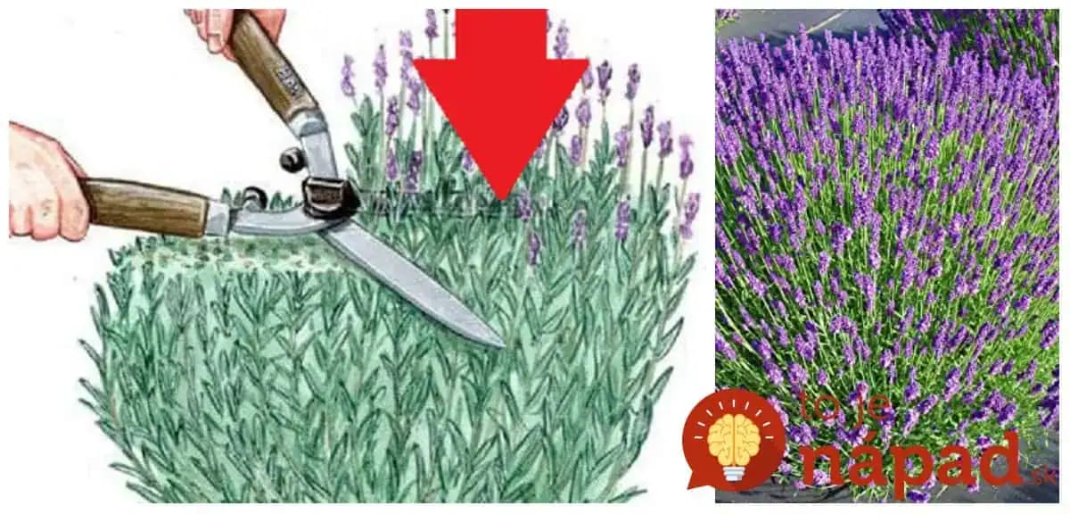 Najlepšia rada, ako strihať levanduľu: Keď to urobíte takto, bude krásna a hustá ako nikdy!