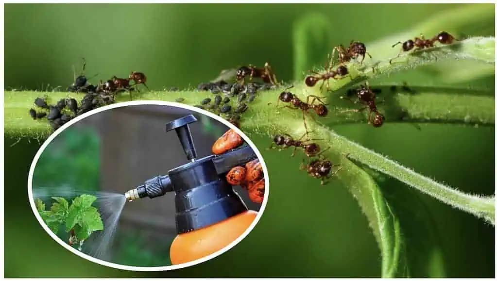 Moja suseda ma naučila, ako sa NADOBRO zbaviť vošiek a mravcov v záhrade: Už nekupujte chémiu, toto má každý doma zadarmo!