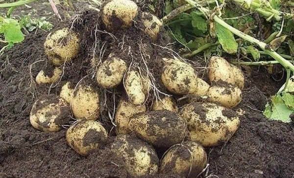 Poznáte ČÍNSKU metódu pestovania zemiakov? Neuveriteľná ÚRODA aj počas slabých rokov a je to úplne jednoduché!