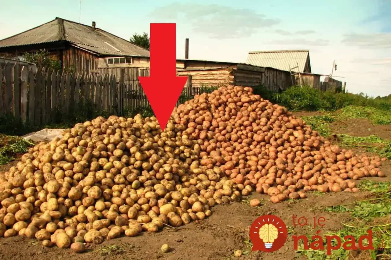 Bohatá úroda zemiakov bez roboty: Gazda z Telgártu ukázal, ako pestovať zemiaky bez orania, okopávania a zberania mandelínok!