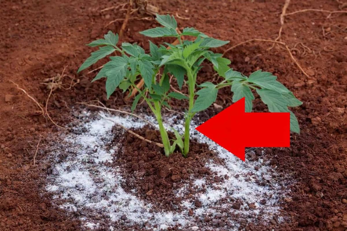 Chcete, aby paradajky rodili celú sezónu? Držte sa pri každej priesade TEJTO zásady, nič viac – môže mať viac plodov, ako listov!