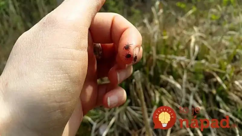 Silný recept proti kliešťom, odkukaný z výbornej TV relácie: Odobril mi ho aj poľovník od nás z dediny, ktorý je v lese nostop!