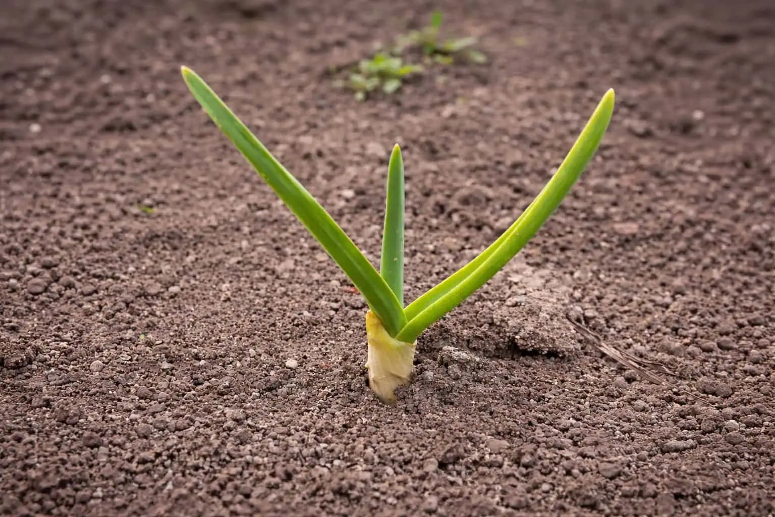 1 lyžica do vedra a cesnak sa Vám odvďačí veľkými hlávkami: Aprílové hnojenie, ktoré NESMIETE vynechať!