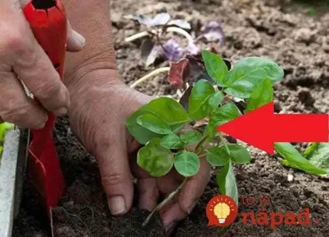 Väčšina z nás ju pestuje len v črepníkoch: Tušíte, čo sa stane, keď zasadíte túto rastlinku k paradajkám? Úžasné!