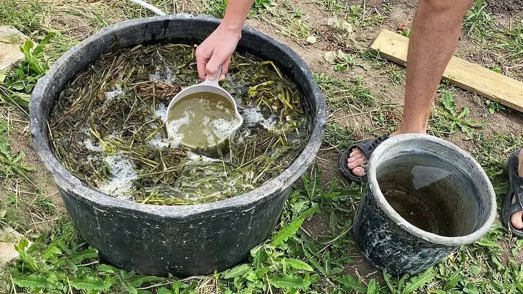 Niet lepšieho hnojiva na uhorky: Toto nalejte na rastliny a budú rásť ako šialené!