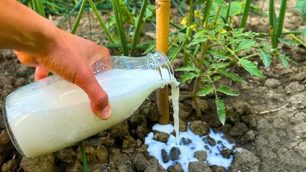 Po obyčajnom mlieku rastú PARADAJKY ako divé: Žiadna pleseň, choroby a úrody máme 5x toľko!