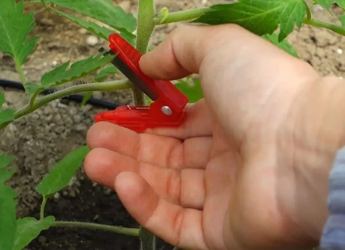 Keď vysadím priesady do záhrady, vždy sa držím tejto rady od mojej starkej: Už roky mám takú úrodu, že mi ju chodia obdivovať aj susedia!