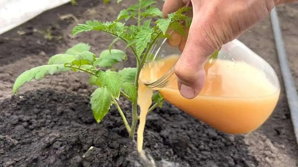 Keď vysadím rajčiny, hneď ich zalejem touto VÝŽIVOU podľa mojej starkej: Už roky mám takú úrodu, že mi ju chodia obdivovať aj susedia!