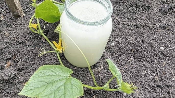 Moje uhorky nie sú choré, nechutia slimákom a kríky sú zelené až do jesene: Toto mi poradil dedo a je to ZLATÁ rada!