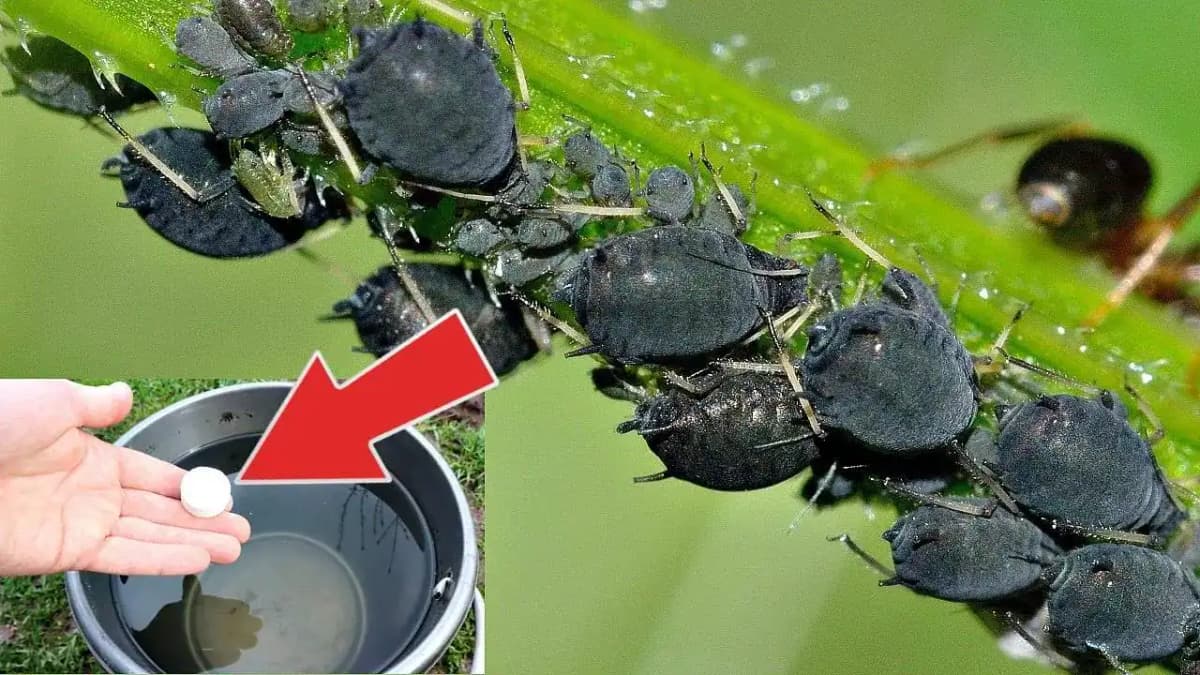 1 tabletku rozpustiť vo vode a vošky hynú okamžite: Ošetrite s tým úrodu aj kvety a takýto zázrak dokáže aj u vás záhrade