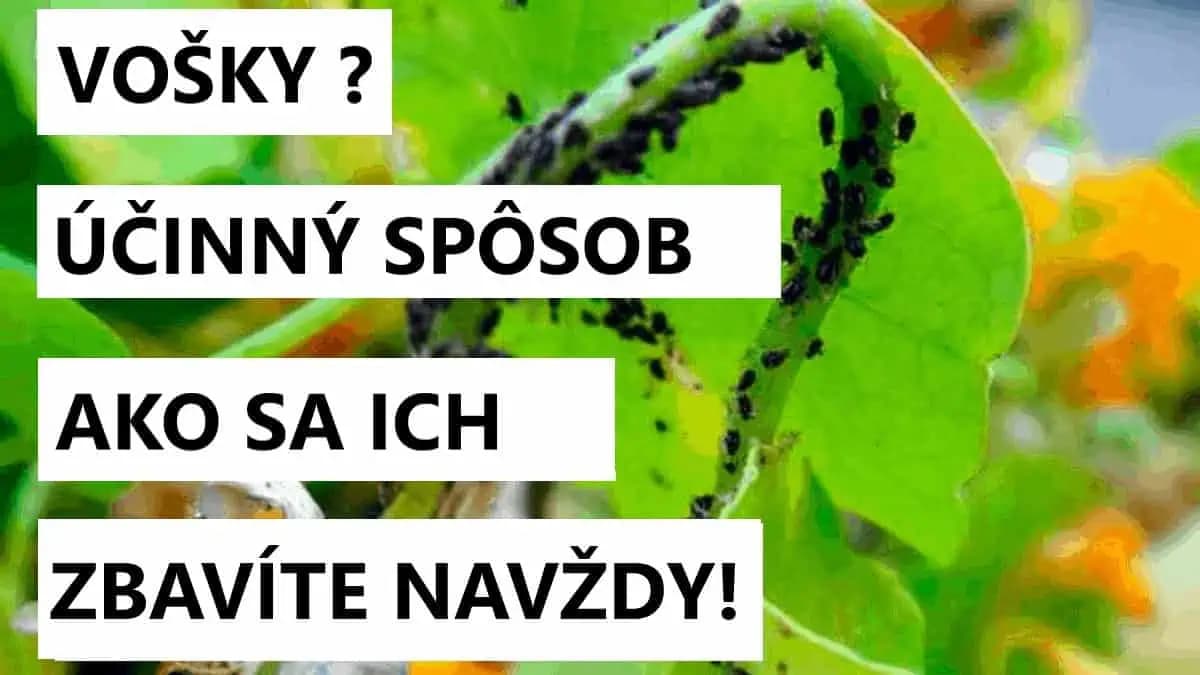 Najlepší domáci spôsob ako sa zbaviť vošiek: Zmiešajte tieto 3 suroviny a v záhrade ich viac neuvidíte!