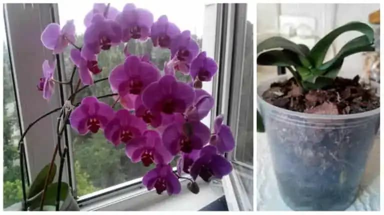 Vodu jej už vôbec nedávam: Skúsila som tento zvláštny trik, ako prebrať orchideu a po dvoch rokoch mi takto úžasne zakvitla!