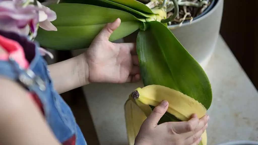 Švagriná má už POL ROKA orchidey obsypané kvetmi: Ukázalo sa, že banánovú šupku používa NEZVYČAJNÝM spôsobom!