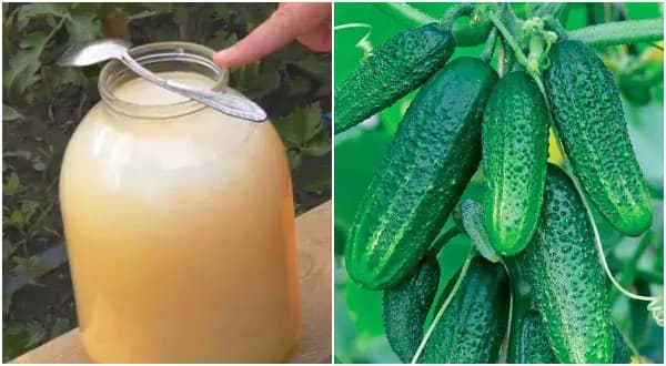 1 liter mlieka na vedro vody a listy UHORKY už nežltnú: Chystajte vedrá na bohatú úrodu!