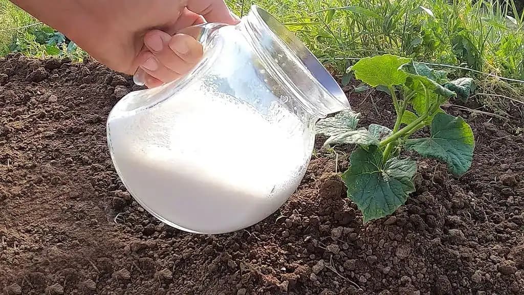 Uhorky sa zbláznili, paradajky rastú ako šialené: Stačilo naliať ku koreňom túto tekutinu!