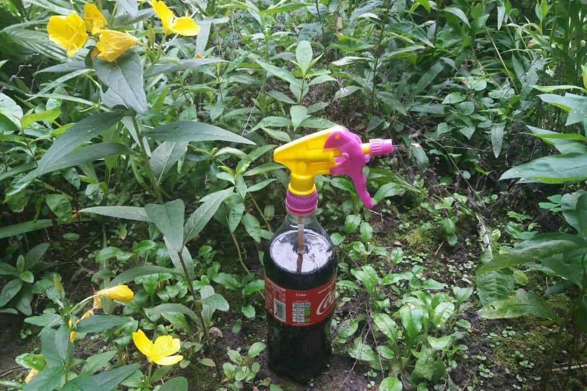 Toto je dôvod prečo v sezóne kupujem „Coca-Colu“ na litre, ale nedovolím ju nikomu piť: Zázrak na slizniaky, proti voškám a zachráni aj krušpány!!