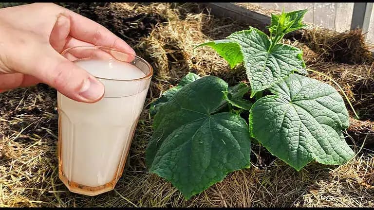 Stačí naliať 1 liter pod každú rastlinu a budú plodiť ako bláznivé: Zbieram 30 vedier uhoriek z jedného kríka!