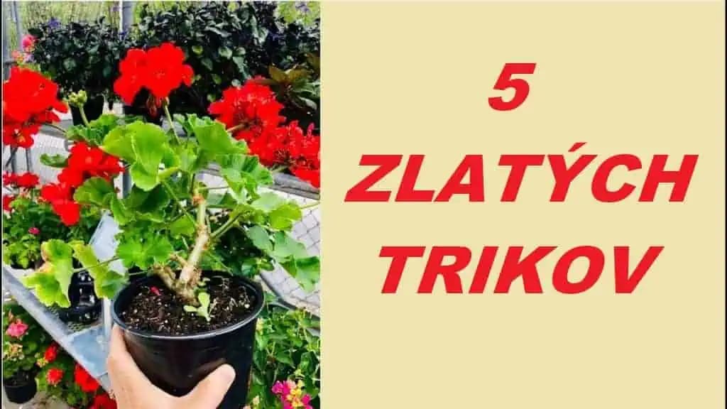5 tajných trikov, ako prinútiť muškáty kvitnúť počas celej sezóny: Nestojí to ani EURO a obdivuje ich celá ulica!