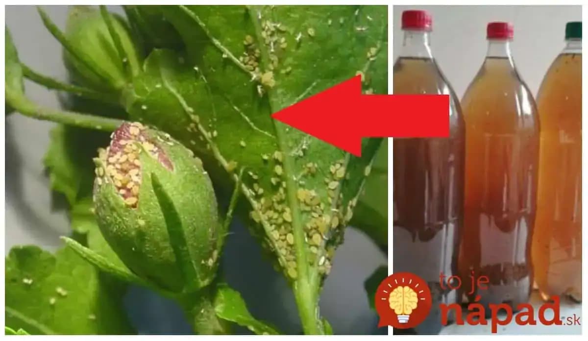 Na vošky nedávam chémiu, vďaka rade od susedy mám čistú celú záhradu: Najsilnejší likvidátor vošiek za pár centov!