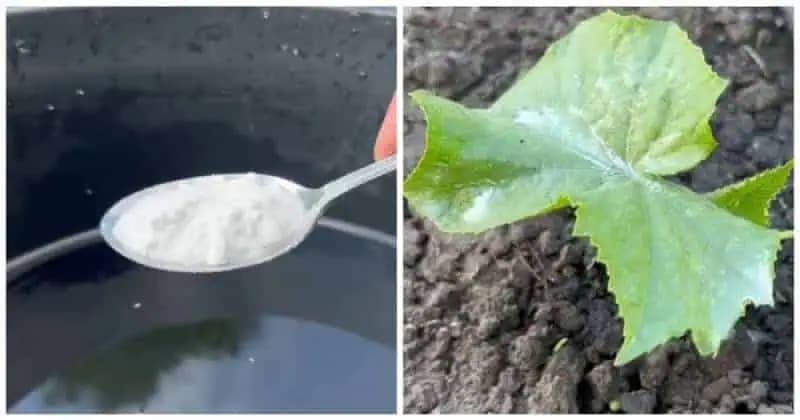 Múčnatka ani pleseň sa už nedotkne vašich UHORIEK: Hneď ich postriekajte týmto domácim roztokom!