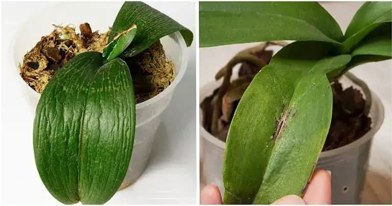 NAKŔMTE svoju orchideu týmto spôsobom: Nič to nestojí a bude kvitnúť ako bláznivá!