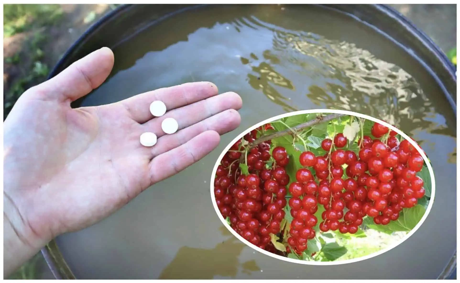 Toto sa na obale nedočítate: VEZMITE lacný vitamín z lekárne a pridajte 1 TABLETKU do zálievky – neuveriteľné výsledky!