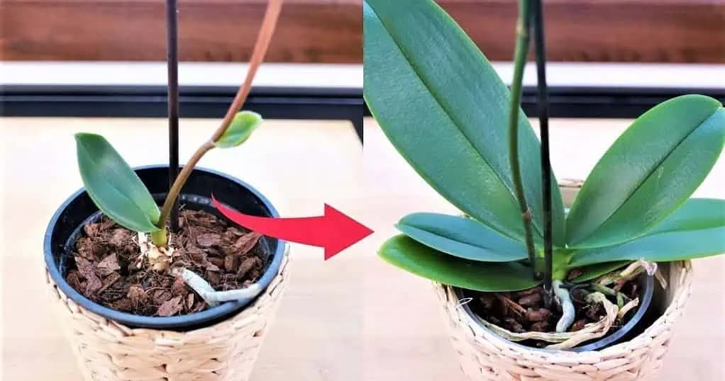 Toto som urobila a ORCHIDEA kvitne nonstop celý rok: Zázračný domáci recept, ktorý funguje na každú rastlinu!