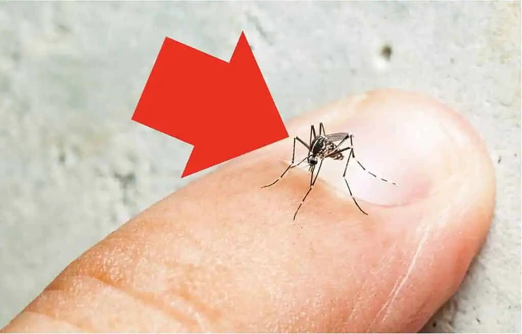 100 rokov starý trik proti KOMÁROM: Nikdy sa vás nedotknú, ak spravíte túto vec!