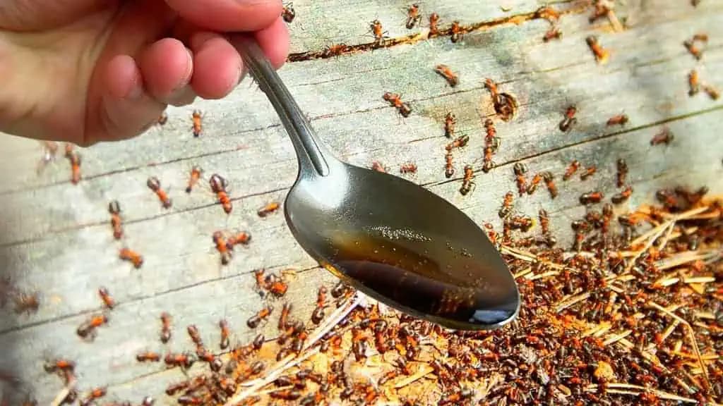Konečene viem, ako sa NADOBRO zbaviť otravných mravcov: Zmizli z bytu aj zo záhrady!