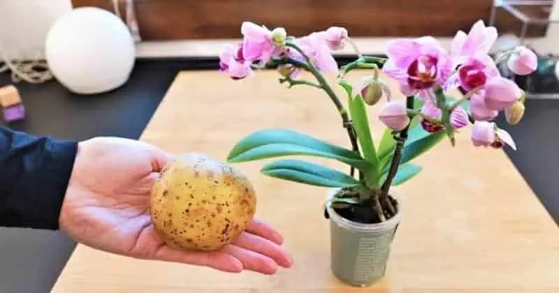Orchideu kŕmim ZEMIAKMI dvakrát do mesiaca a kvitne ako nikdy predtým: Nové kvety nahadzuje NONSTOP!
