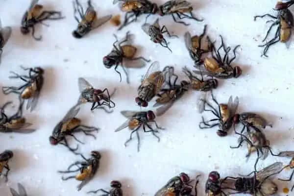 Môj domáci TRIK proti nenávideným muchám: Na oknách nemám ani sieťky a pokoj celé leto!