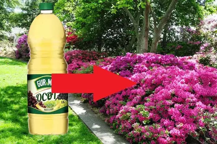 Od tohto momentu je lacný ocot v mojej záhrade považovaný za poklad: 21 trikov, ktoré ušetria kopec peňazí aj námahy!