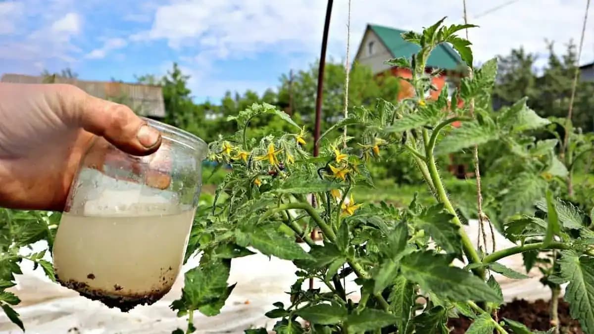 Chcete veľa sladučkých rajčín? Urobte v JÚNI toto a úroda bude veľká a zdravá ako ešte nikdy!