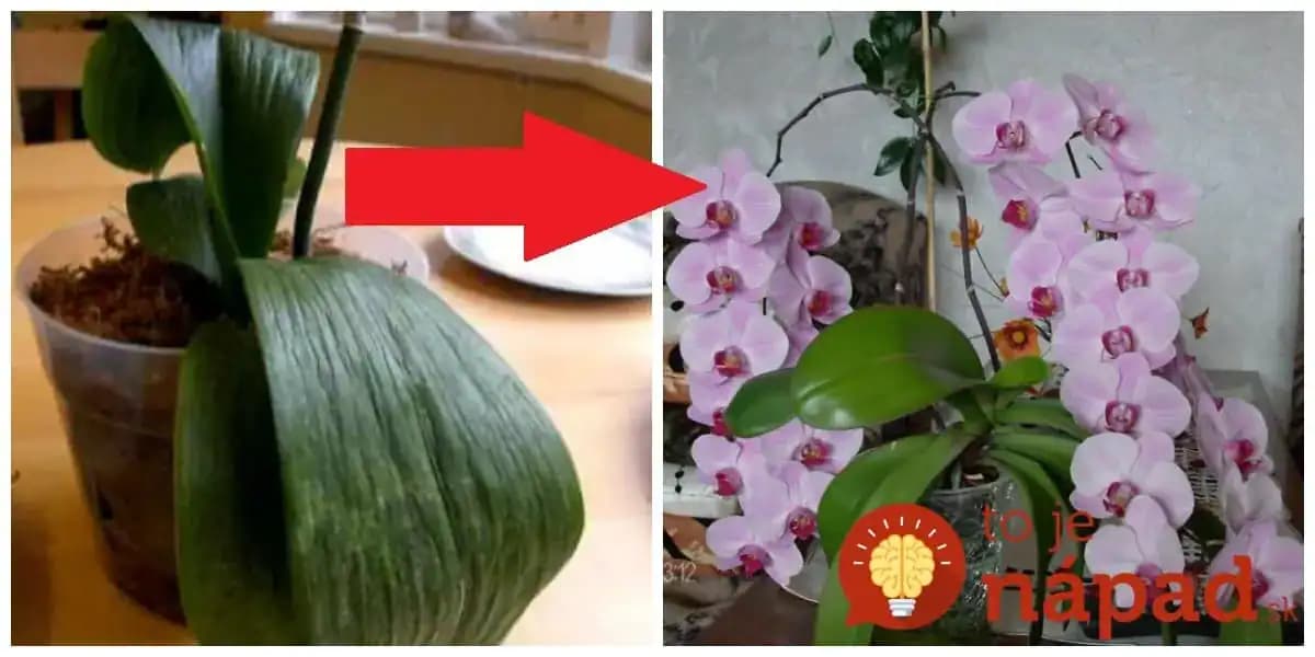 Keby som vedela, že jej len stačí potrieť listy týmto, urobila by som to dávno: Jedna rada a takto mi zakvitla!