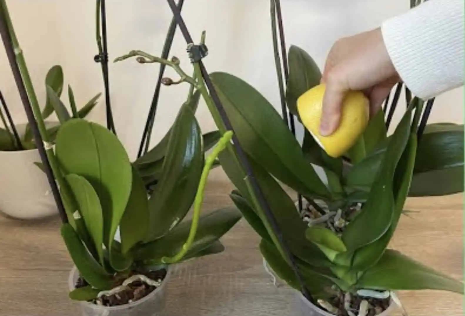 ORCHIDEA – najlepší TRIK pre bohaté kvitnutie, jasne zelené listy a zdravé korene!